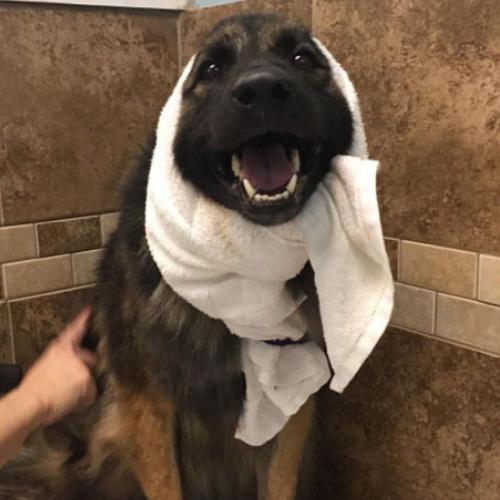 A happy German Shepherd with a towel wrapped around its head, resembling a bonnet. The dog is sitting in a tiled room, with a hand petting its back.