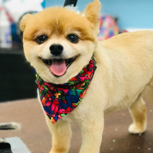 A smiling Pomeranian with a colorful bandana stands on a grooming table. Its fur is neatly trimmed, and it appears happy and playful.