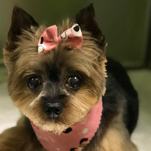 A small dog with fluffy brown fur wears a pink bandana and matching bow. Its wide eyes and upright ears give a curious, endearing expression.