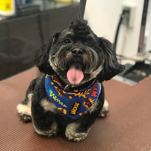 A happy black and white dog with a colorful 