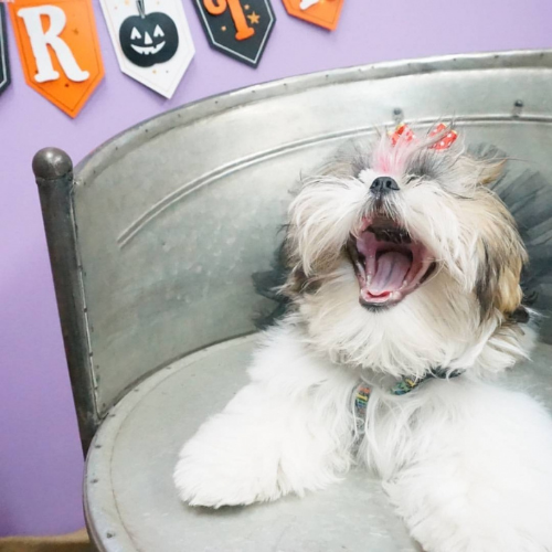 Fluffy dog with a pink bow and yawning open mouth, sitting on a metal bench. Halloween-themed banners in the background on a purple wall.