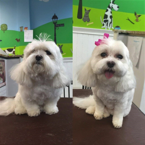 Two side-by-side images of a small white dog. On the left, the dog has shaggy fur; on the right, it is trimmed and wearing a pink bow, looking cheerful.