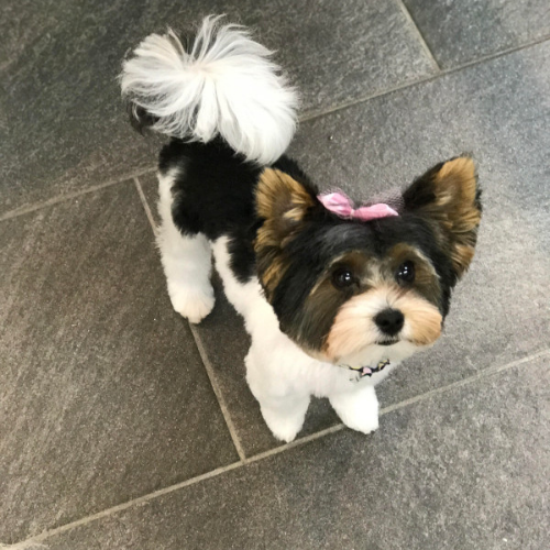 Small dog with fluffy black and white fur, standing on tiled floor, wearing a pink bow on its head. It gazes up with a curious expression.