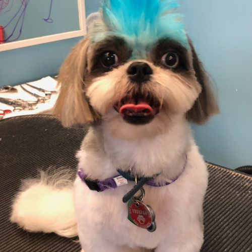 A small dog with a bright blue mohawk, wide eyes, and a playful expression sits on a grooming table, exuding a fun and quirky energy.