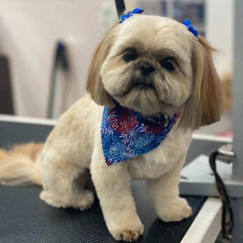 A cute Shih Tzu with neatly trimmed fur sits on a grooming table. The dog wears a colorful blue and red bandana and blue bows, looking pampered and content.