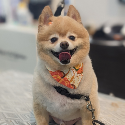 A small, fluffy dog with a joyful expression sits on a patterned surface, wearing a colorful autumn-themed bandana and a black harness.