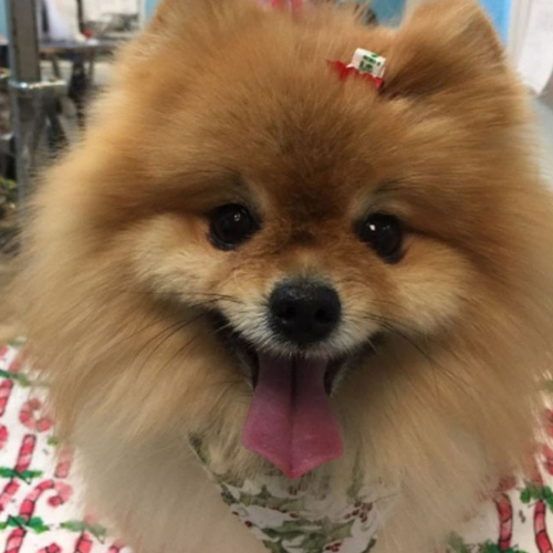 A fluffy Pomeranian with a red bow on its head and wearing a festive scarf. The dog displays a joyful expression with its tongue out.
