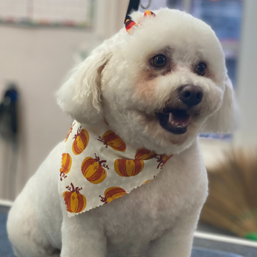 A fluffy white dog with a pumpkin-patterned bandana sits indoors, looking cheerful. It has a small bow on its head, giving a festive Halloween vibe.