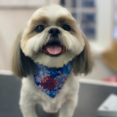 A small, fluffy dog with a white and brown coat wears a blue bandana with red and white patterns, looking cheerful with its tongue out.