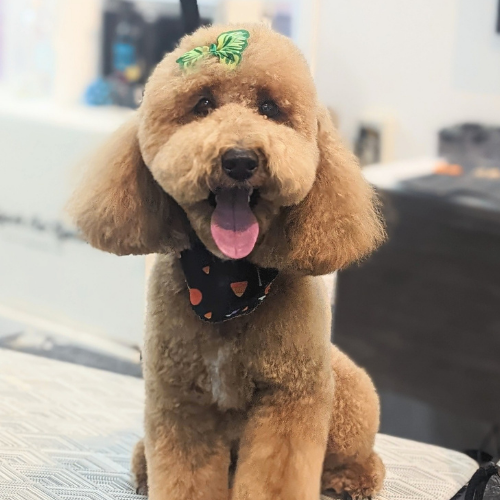 Fluffy brown poodle sitting on a grooming table, wearing a black bandana with a pumpkin print. A green bow adorns its head, and its tongue is out playfully.