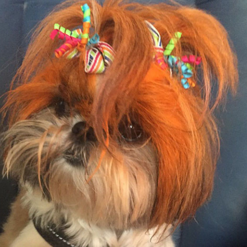 Shih Tzu dog with a fluffy coat and colorful bows in its hair, giving a playful and stylish appearance. The vibrant ribbons convey a cheerful tone.