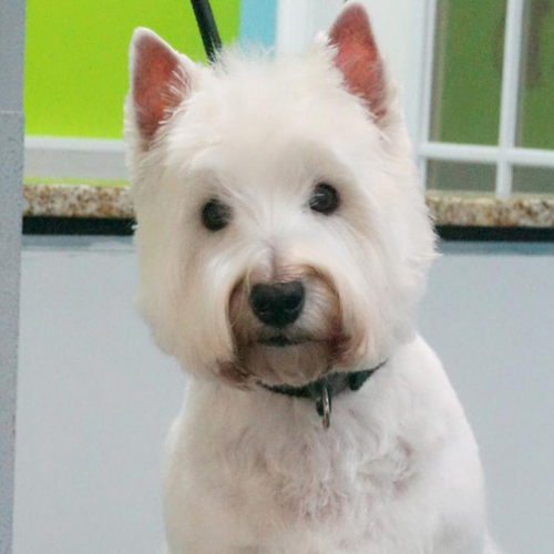 A fluffy white dog with pointy ears and a black collar gazes curiously at the camera. The background features a bright green and blue wall.
