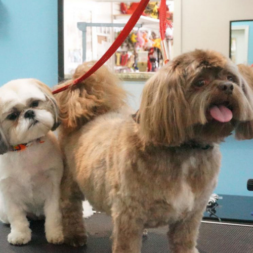 Two freshly groomed dogs stand on a grooming table. The fluffy white and brown dog looks curious, while the larger brown dog pants happily.