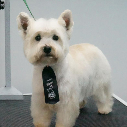 Fluffy white dog stands on grooming table, wearing a 