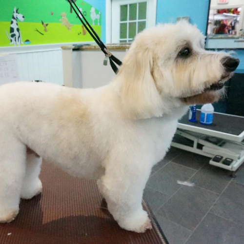 A freshly groomed white dog with fluffy fur stands on a grooming table, looking to the side. The room has bright walls and pet-themed decor.