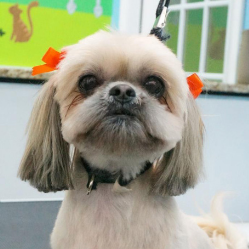 A small, fluffy dog with trimmed fur and two bright orange bows on its ears sits indoors. The background is colorful with playful, pet-themed decor.
