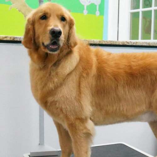 Golden Retriever standing indoors on a grooming table, looking attentively. Bright green and blue background adds a cheerful tone.