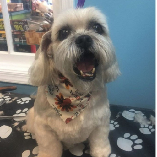 A joyful Shih Tzu wearing a sunflower-patterned bandana sits on a dog-themed table in a grooming salon, mouth open in a happy expression.