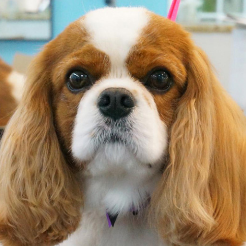 A Cavalier King Charles Spaniel with long, wavy ears, and a gentle expression looks directly at the camera. The background is softly blurred.