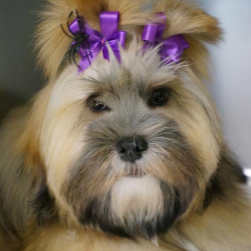 Fluffy dog with a fluffy coat, adorned with vibrant purple bows on its head. The dog looks calm and content with its well-groomed appearance.