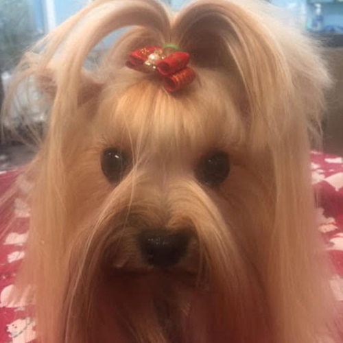 A Yorkshire Terrier with long, silky fur is styled with a red bow on its head. The dog looks directly into the camera, creating a charming, adorable scene.