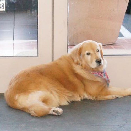 Golden Retriever lying on the floor in front of a glass door, looking relaxed and calm. The dog wears a red bandana, adding a touch of color.