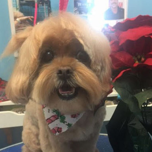 A small dog with a fluffy, caramel-colored coat sits happily, wearing a festive bandana. Nearby, a vibrant red poinsettia adds a holiday feel.