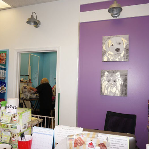 A pet grooming salon with purple walls features two dog portraits. A groomer trims a dog’s fur in the background. The atmosphere is vibrant and professional.