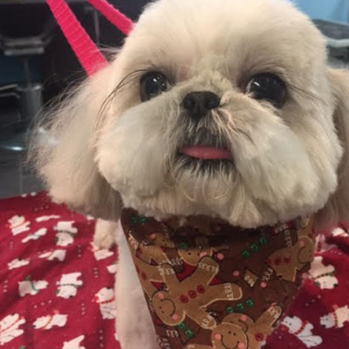 A fluffy Shih Tzu with a red leash and gingerbread-themed bandana sits on a red blanket, sticking its tongue out playfully.