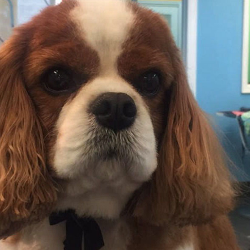 A Cavalier King Charles Spaniel with brown and white fur gazes intently. Its silky ears frame a serious expression, set against a blue background.
