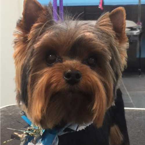 Yorkshire Terrier with silky black and tan fur, groomed with a blue bow tie, gazes forward. The background hints at a pet grooming salon.