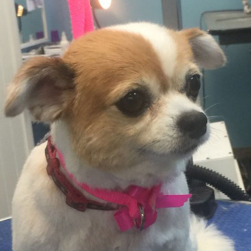 A small, fluffy dog with brown and white fur and large eyes, wearing a pink harness, sits calmly in a grooming salon. The setting is peaceful.