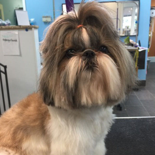 A well-groomed Shih Tzu with a fluffy coat and a tuft of hair tied up sits confidently in a salon, surrounded by bright, modern decor.