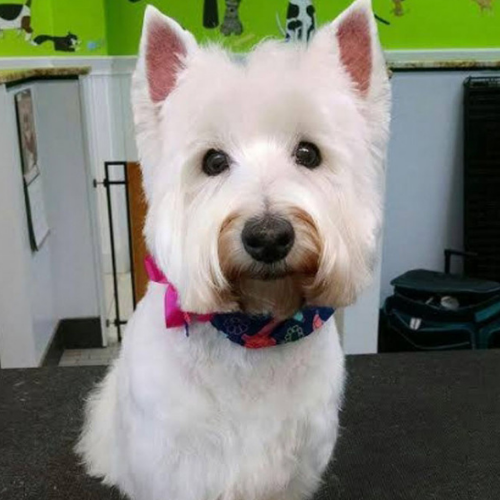 A fluffy white terrier with a styled haircut and colorful bandana sits indoors against a bright green wall with dog illustrations, exuding a playful charm.