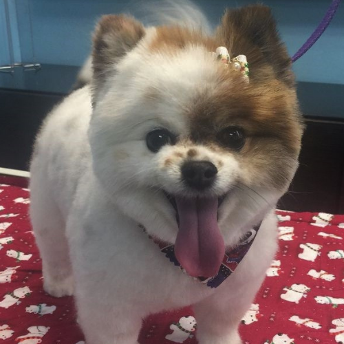 Fluffy Pomeranian with a stylish haircut and bow, standing on a festive red blanket with white patterns. The dog appears happy with its tongue out.