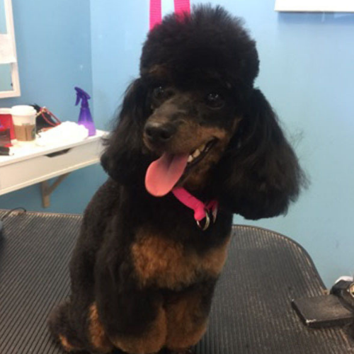 A cheerful black poodle with a fluffy topknot and shiny coat sits on a grooming table, tongue out, against a blue salon backdrop.