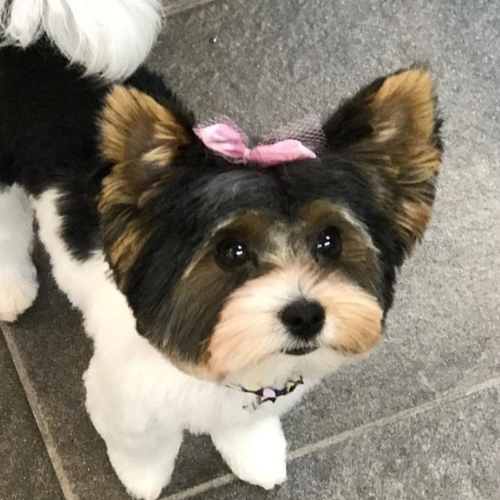 A small, fluffy dog with a black and white coat looks up, wearing a pink bow on its head. The dog stands on a tiled floor, appearing curious and cute.