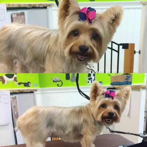 A small, fluffy dog with a silky coat and a pink bow on its head stands on a grooming table. The dog looks happy and well-groomed, with perky ears.