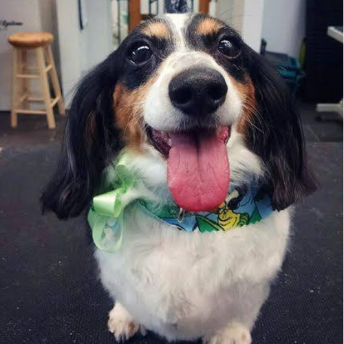 Fluffy, brown, black, and white dog with a colorful bandana and tongue out, smiling joyfully indoors. Cozy setting with a wooden stool in the background.