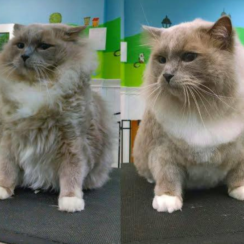 Fluffy gray and white cat sitting on a grooming table, before and after grooming. The backdrop has a cheerful mural of green hills and sky.