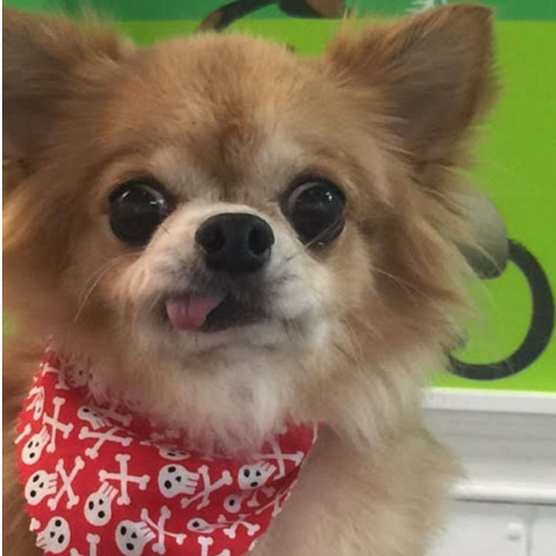 Fluffy brown chihuahua with a red skull-patterned bandana sticking its tongue out slightly, against a bright green background. Cute and playful expression.