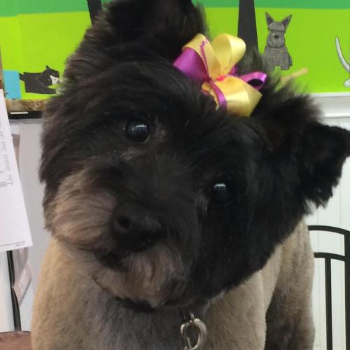 Cute black and gray dog with a yellow and pink bow on its head, tilting its head playfully. Background features bright green and illustrated dogs.