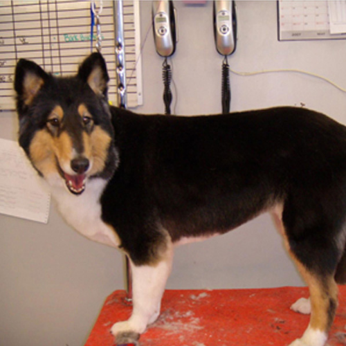 A tri-colored Collie with a black, tan, and white coat stands on a red grooming table. The background features a wall with cords and notepads.
