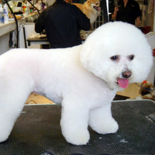 A fluffy white Bichon Frise with a round, puffy haircut stands on a grooming table. Its tongue is out, creating a playful and content expression.