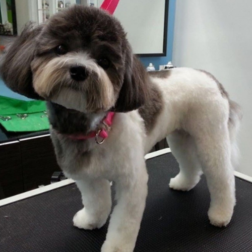 A fluffy small dog with a white body and dark brown face stands on a grooming table. The dog has a pink collar and a cute, curious expression.