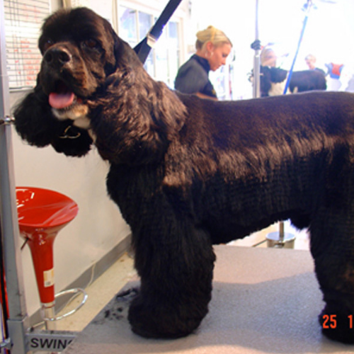A well-groomed black Cocker Spaniel stands on a grooming table, its fur shiny and trimmed. A person in the background focuses on grooming tasks.