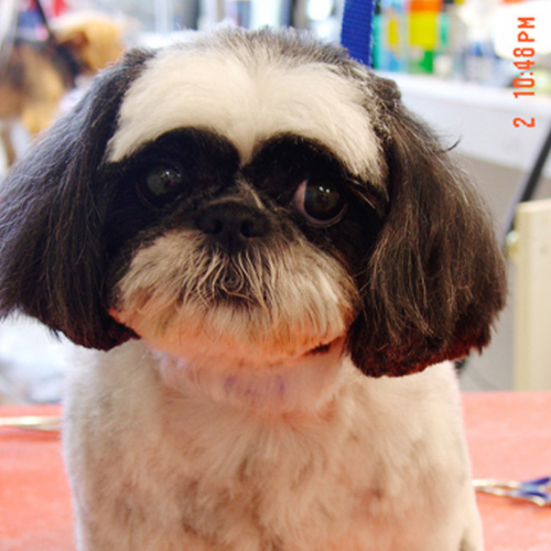 A Shih Tzu with a fresh haircut looking directly at the camera. The dog has a black and white coat and a trimmed face, sitting on a pink surface.