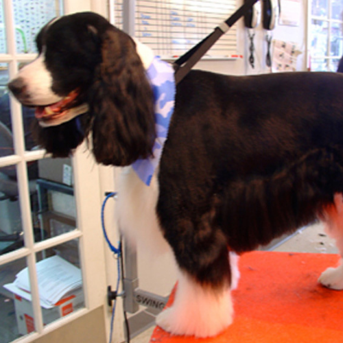 A fluffy black and white dog with long ears stands on a grooming table, wearing a blue camo-pattern bandana, exuding a calm and groomed appearance.