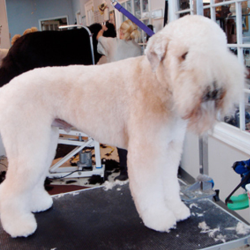 A fluffy, cream-colored dog with a long coat stands on a grooming table. The setting is a busy grooming salon with tools and mirrors in the background.