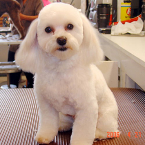 A fluffy white dog with a fresh trim sits on a grooming table, looking directly at the camera. The setting appears to be a pet grooming salon.